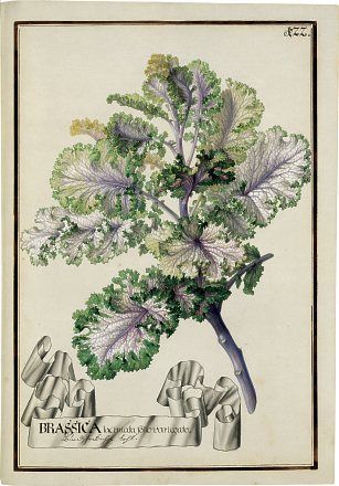 Sea-cabbage - Brassica oleracea - капуста листовая (кормовая)